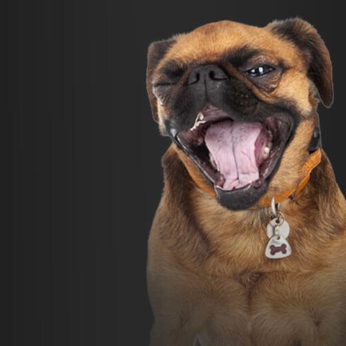 Bingův věrnostní program