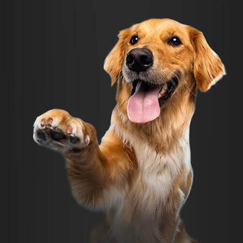 Chovatelský klub Hájek Pet Food