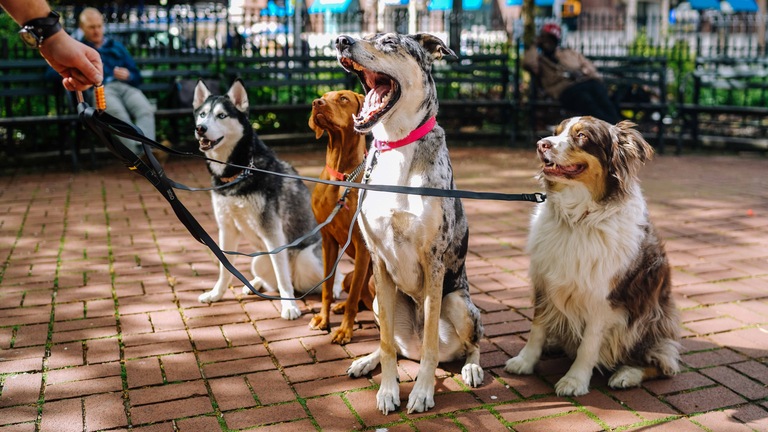 Chovatelský klub Hájek Pet Food