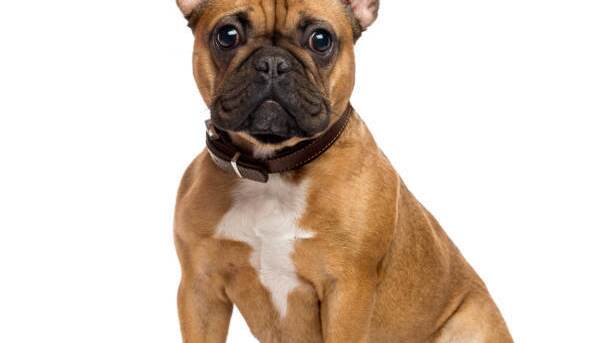 Francouzský buldoček! Francouzský buldoček!