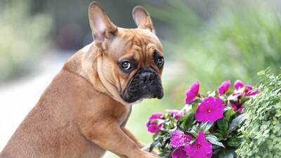 Zdraví Francouzského Buldočka - Vzhled: Mají robustní, kompaktní tělo s velkou hlavou, krátkým nosem