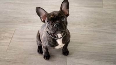 Fotografie Francouzských Buldočků - Francouzští buldočci jsou známí svou něžnou, pohodovou a společenskou povahou. Obvykle si rozumějí s dětmi a jinými zvířaty.