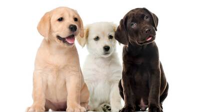 Krmivo pro štěňata Labroadorksého retrívra - Speciání výživa pro štěňata Labradorského retrívra