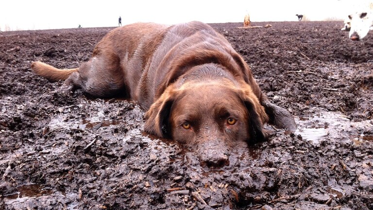 Moji psi mají rádi výkaly a bláto. Co je k tomu vede?