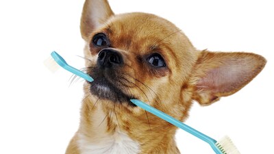 Jak mazlíčkovi V KLIDU vyčistit zuby?