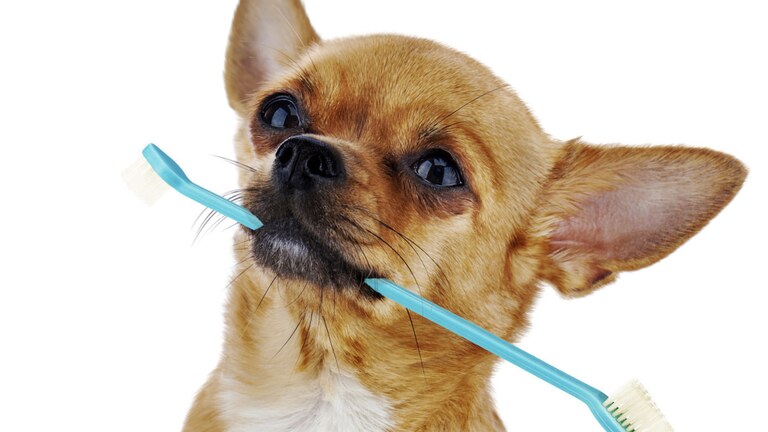 Jak mazlíčkovi V KLIDU vyčistit zuby?