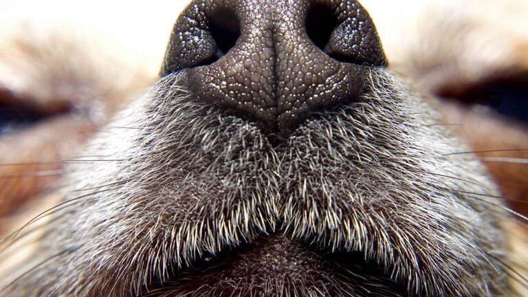 Vůně, nebo živiny? – Jak si pes vybírá jídlo